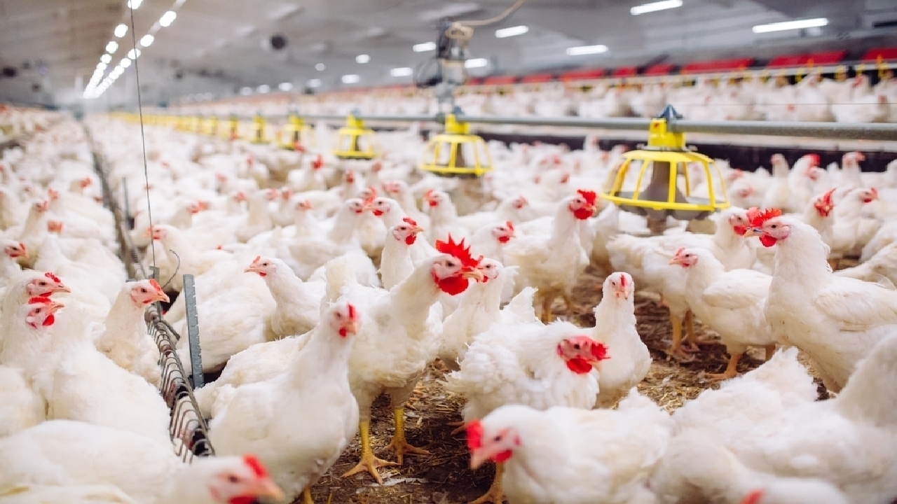 استحصال بیش از ۱۹ هزار تن گوشت سفید در کشتارگاه‌های طیور شهرستان بجنورد,خراسان شمالی+بجنورد+کشتارگاه طیور+ولی عابدی+دامپزشکی